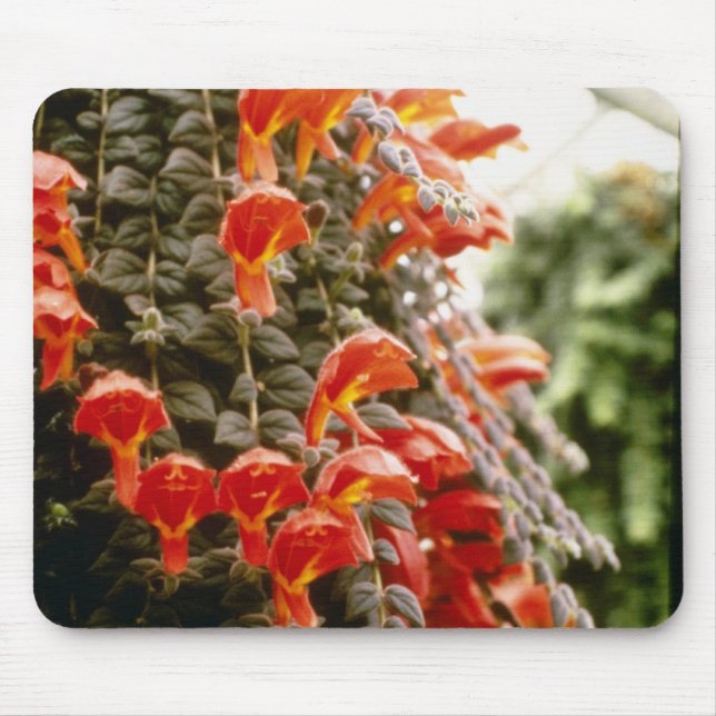 Mousepad Flores alaranjadas da planta do peixe dourado de (Frente)