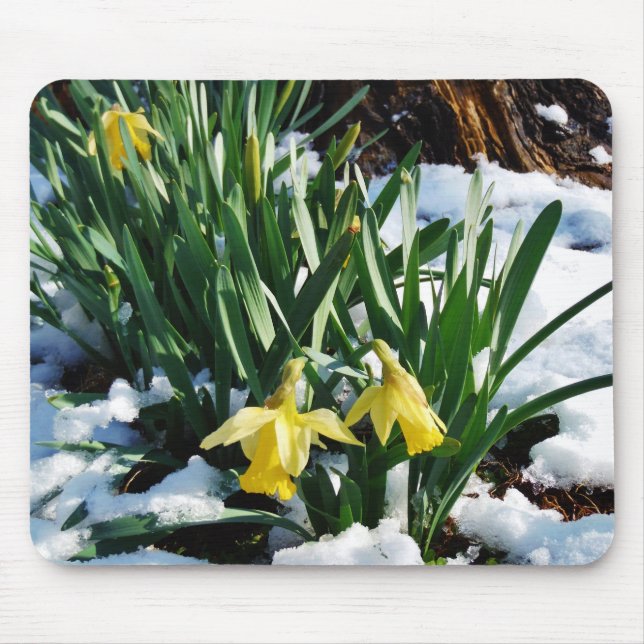 Mousepad Flores amarelas Daffodils na neve (Frente)