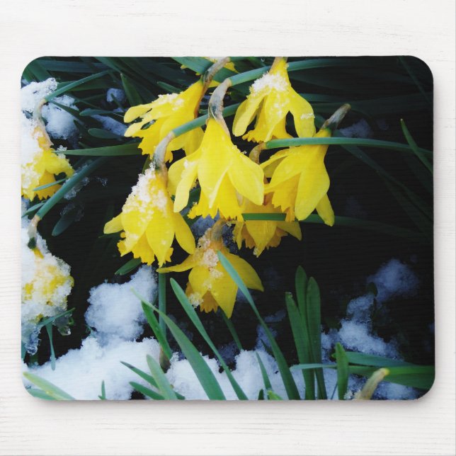 Mousepad Flores amarelas Daffodils na neve (Frente)