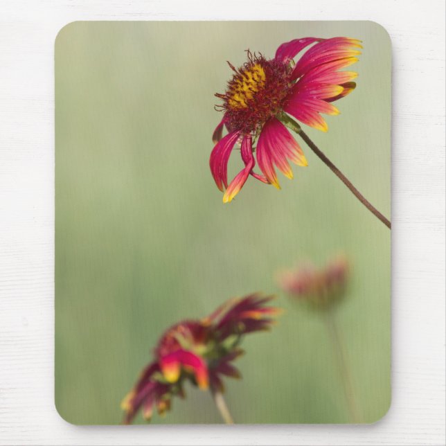 Mousepad Flores Cone começando a florescer (Frente)
