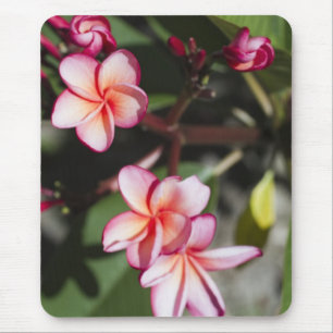 Mousepad Flores cor-de-rosa do Frangipani