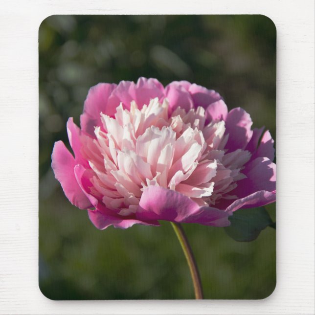 Mousepad Flores cor-de-rosa grandes no primavera (Frente)