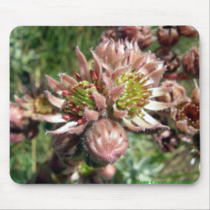 Mousepad Flores da galinha e dos pintinhos (Sempervivum)
