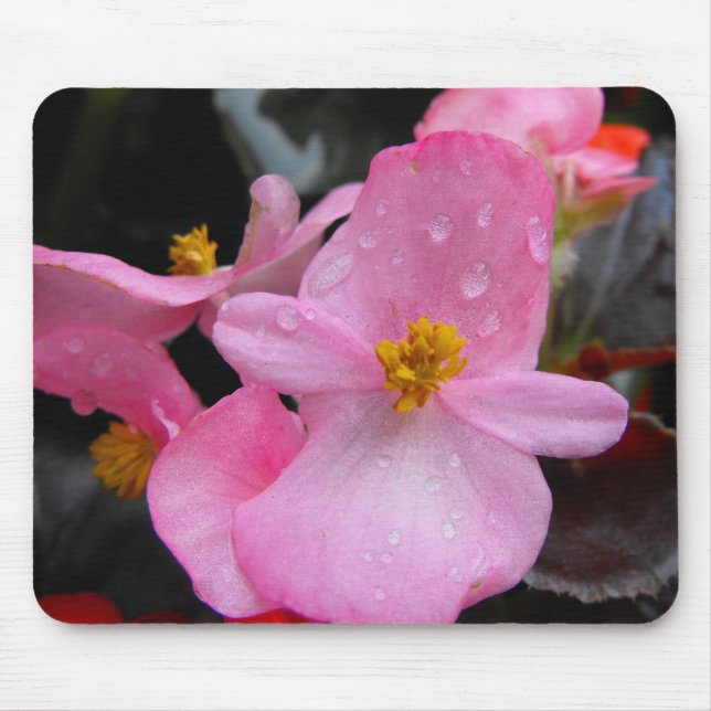 Mousepad Flores de Begonia,海 棠 (Frente)
