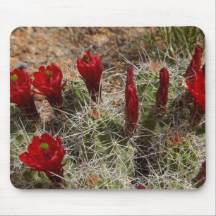 Mousepad flores de cacto Claret Cup 2