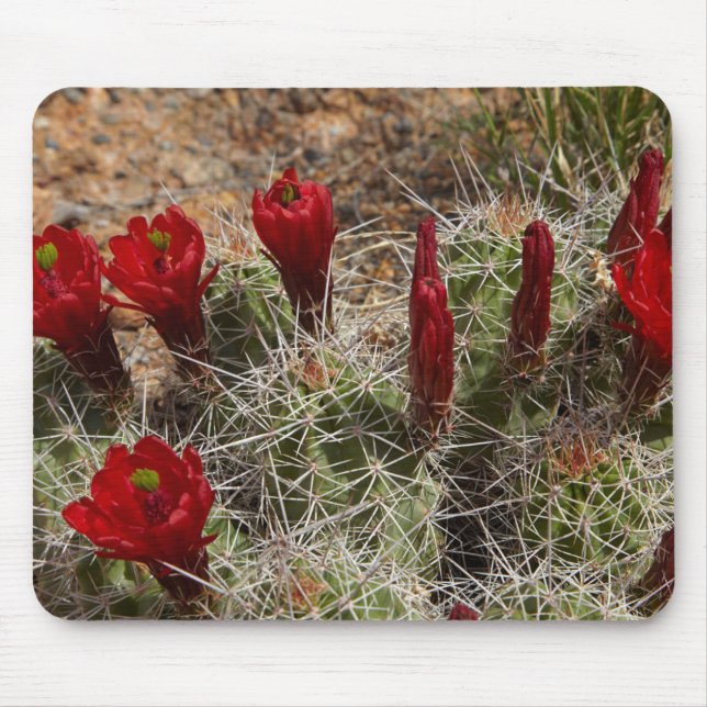 Mousepad flores de cacto Claret Cup 2 (Frente)