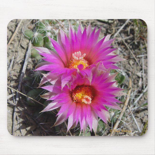 Mousepad Flores de Cactus F5 Bola "Escobaria vivipara" (Frente)