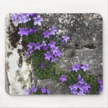 Flores de Campanula Crescendo em uma Parede