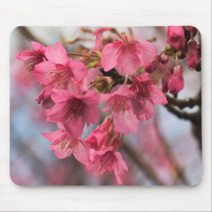 Mousepad Flores de cerejeira bonitas