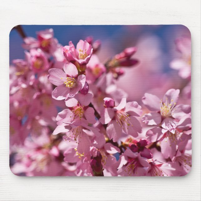 Mousepad Flores de Cerejeira Sakura Beijadas pela Luz do So (Frente)