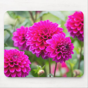Mousepad Flores de Dahlia Pompom Rosa Quente