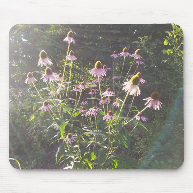Mousepad Flores de Echinacea ao Sol (Frente)