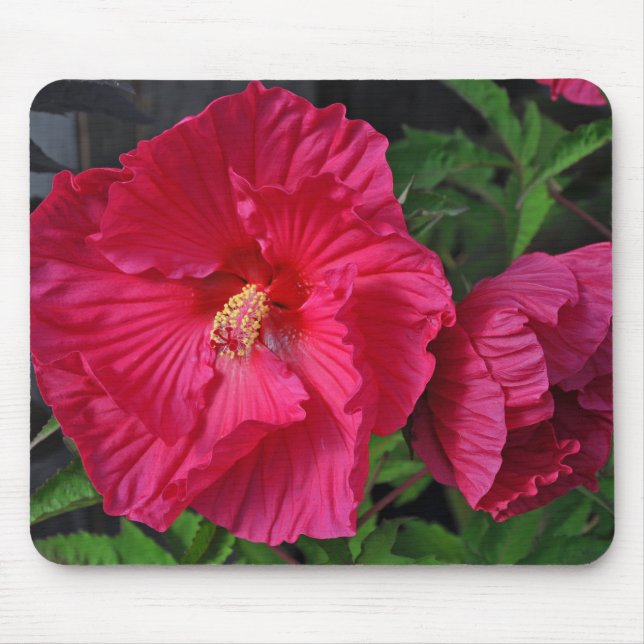 Mousepad Flores de hibisco rosa (Frente)