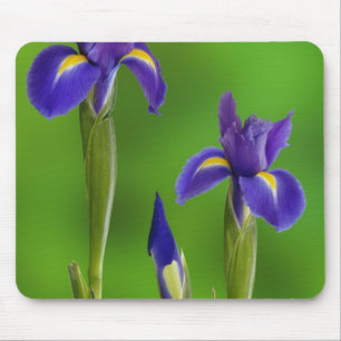 Mousepad Flores de Íris