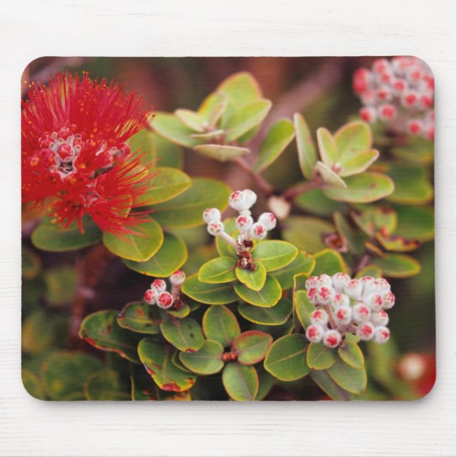 Mousepad Flores de Lehua no Parque Nacional dos Vulcões do  (Frente)