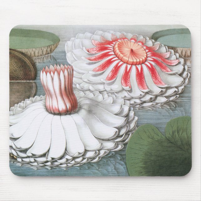 Mousepad Flores de Nenúfar Antigos, Nenúfares em um Lago (Frente)
