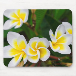Mousepad Flores de Plumeria close-up, Havaí