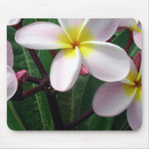 Mousepad Flores de Plumeria do Havaí