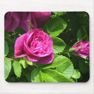 Mousepad Flores de rosa aromáticas cor-de-rosa com folhas v