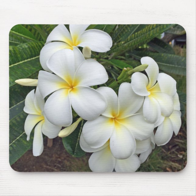 Mousepad Flores do Plumeria de Havaí (Frente)