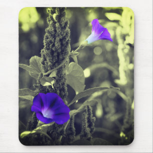 Mousepad Flores Gloriosas da Manhã