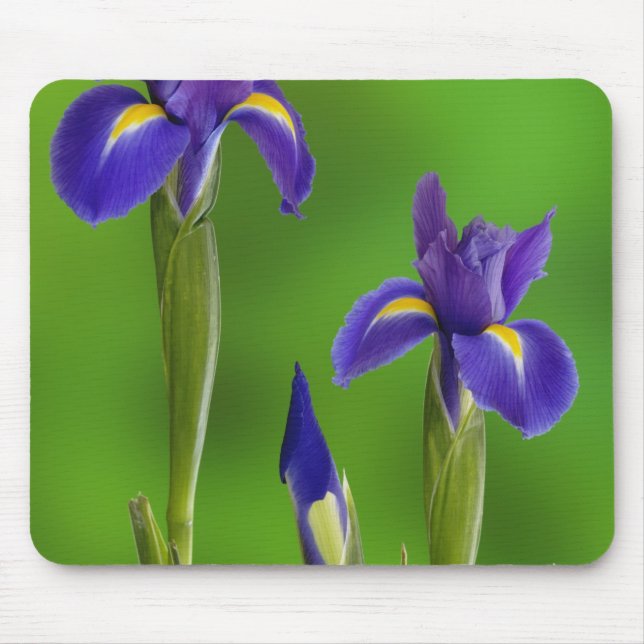 Mousepad Flores Iris (Frente)