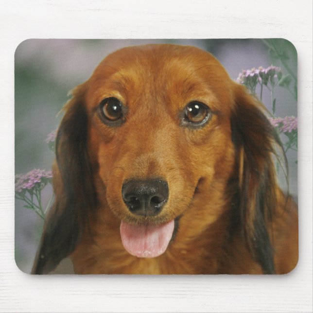 Mousepad Flores selvagens bonitos do Dachshund (Brown de (Frente)