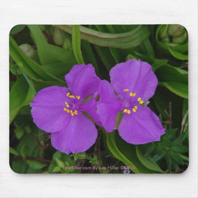 Mousepad Flores Silvestres Fuchsia Spiderwort Presentes de  (Frente)