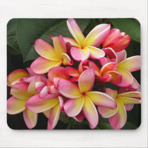 Mousepad Flores tropicais do Plumeria do rosa e do amarelo