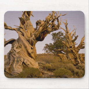 Mousepad Floresta Antiga de Bristlecone, Montanhas Brancas,