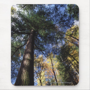 Mousepad Floresta da floresta primária
