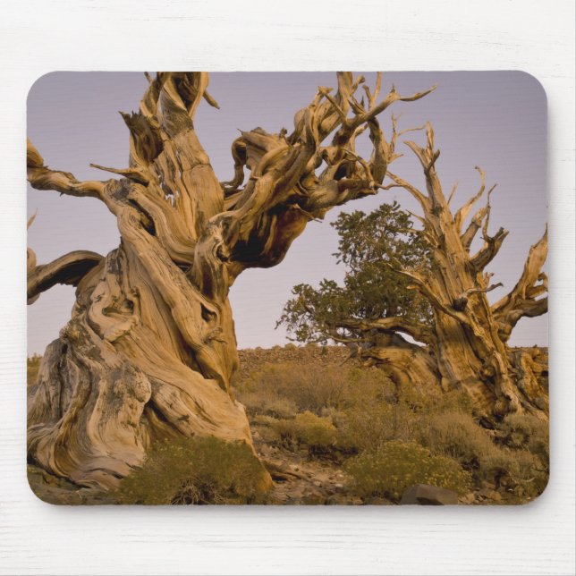 Mousepad Floresta de Bristlecone Antiga, Montanhas Brancas, (Frente)