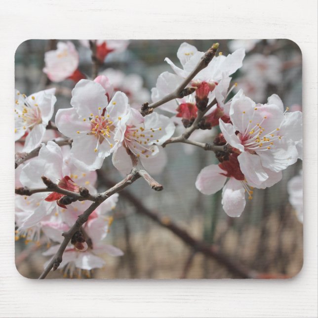 Mousepad Florestas de cereja, flores de cereja, primavera p (Frente)