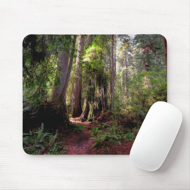 Mousepad Florestas | Sequoias Forest California (Com mouse)