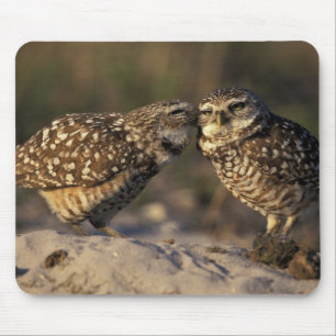 Mousepad Flórida, Fort Myers. Casal de Coruja-buraqueira se