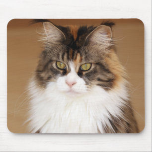 Mousepad Fluffy Maine Coon Cat