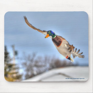 Mousepad Flying Mallard Duck Drake Wildlife Foto