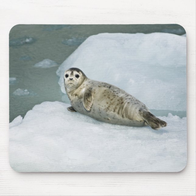 Mousepad Foca-branca do porto na neve (Frente)