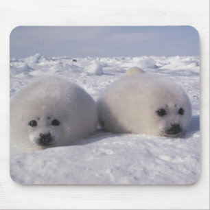 Mousepad Foca-da-groenlândia (Phoca groenlandica) Filhotes 