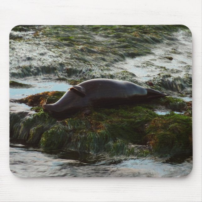 Mousepad Foca do Porto Iluminada pelo Pôr do Sol II em San  (Frente)