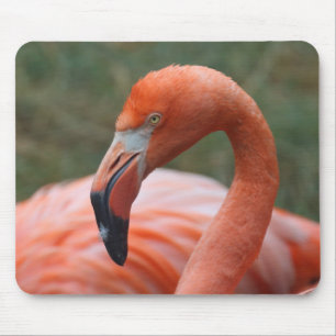 Mousepad Foenicoptero