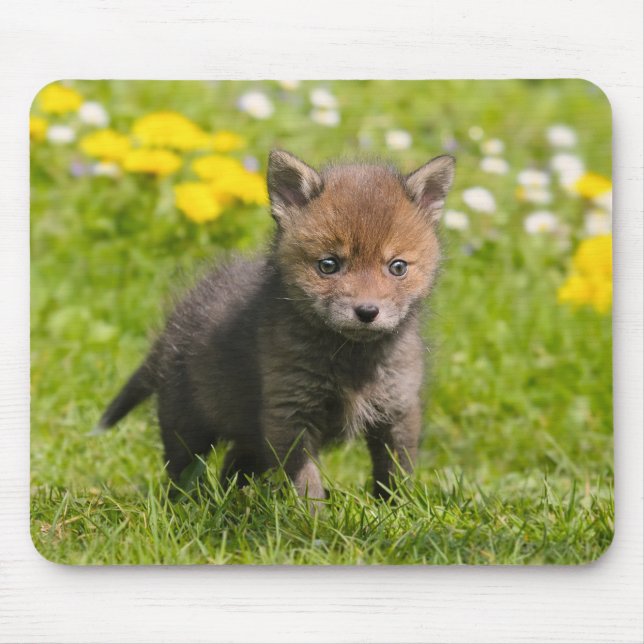 Mousepad Fofo Floffy Red Fox Cub Animais Selvagens Bebê Fot (Frente)