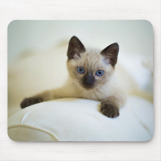 Mousepad fofo, natureza, gato (Frente)