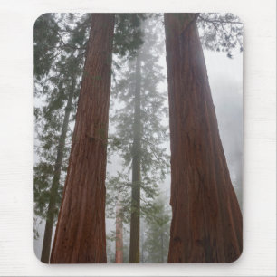 Mousepad Foggy Morning & Primavera Snow Sob Sequoia Gigante