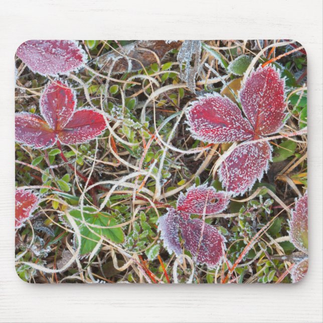 Mousepad Folhas cobertas de geada, Canadá (Frente)