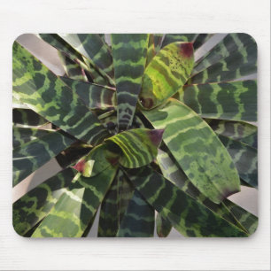 Mousepad Folhas listradas planta de Vriesea Splendens