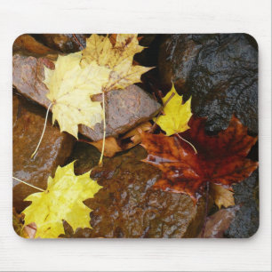Mousepad Folhas Molhadas e Rochas Fotografia da Natureza de