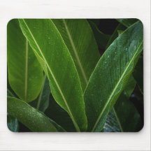 Folhas tropicais chuvosas, natureza simples