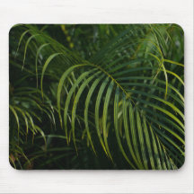 Folhas verde escuro, natureza simples