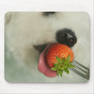 Mousepad Fome de Bichon comendo morango